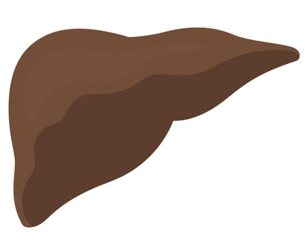 Vector illustration of liver structure.
