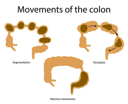 Movements of the colon. Massive movements, peristalsis, segmentation.のイラスト素材