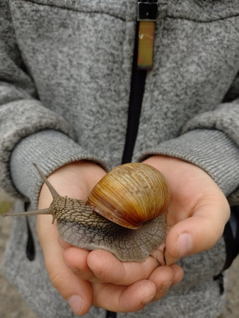 A snail in the hands of a childの写真素材