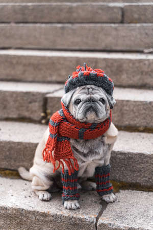 portrait of an elderly pug on the stairs in autumn. a small dog is sitting on the steps in a scarf and leggingsの写真素材