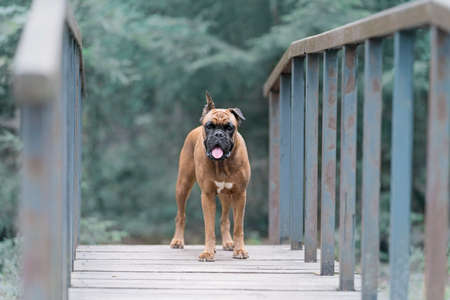 a German boxer dog stands on the bridge and looks forward. High quality photoの写真素材