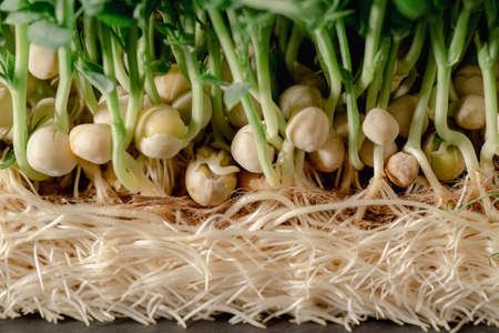 seeds of sprouted peas close-up, a useful micro-plant grown at homeの写真素材