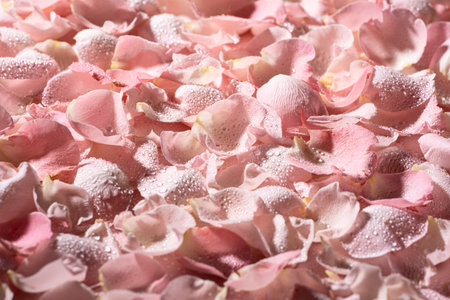 background of rose petals with dew drops close-up. High quality photo