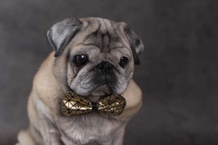 Portrait of a beautiful elderly pug dog of fawn color with a bow tie on a gray background front viewの写真素材