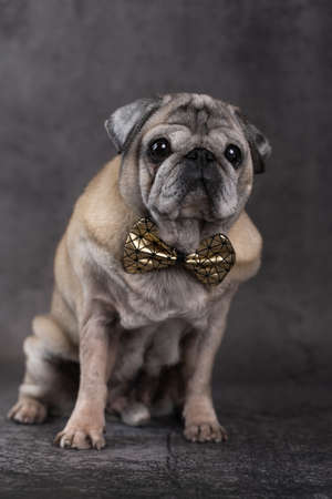 Portrait of a beautiful elderly pug dog of fawn color with a bow tie on a gray background front viewの写真素材