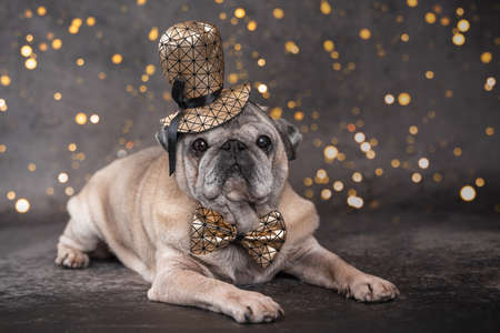 an elderly pug dog in a funny hat and a golden bow tie lies on a gray background with beautiful festive bokeh, front view,close-upの写真素材