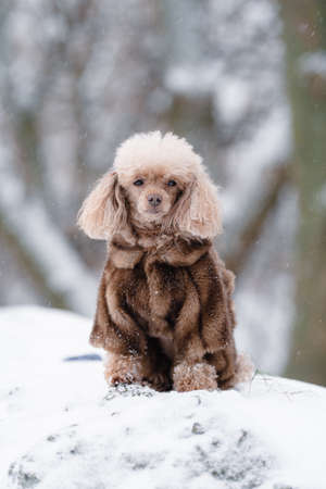 portrait of a small dog in a fur coat in winter front view close-up. High quality photoの写真素材