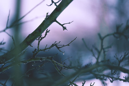 natural background with bare branches with raindrops in pink-lilac tinted, close-up front view. High...
