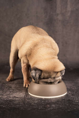 a small pug dog eats from a gray bowl on a gray background, vertical imageの写真素材