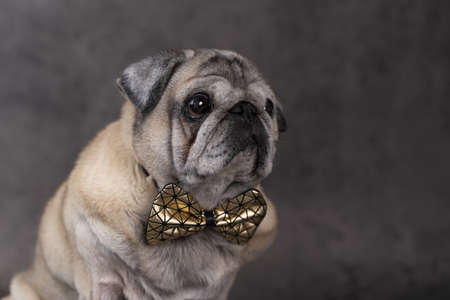 Portrait of a beautiful elderly pug dog of fawn color with a bow tie on a gray background front viewの写真素材