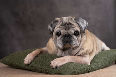 a beautiful elderly pug dog is lying on a pillow, on a gray background,close-up,front view. High quality photoの写真素材