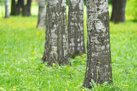 natural background with birches in the spring park. High quality photo