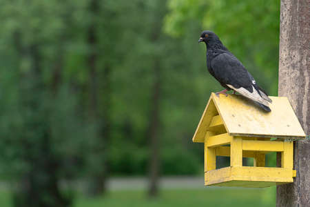 natural background with a pigeon on a bird feeder and a place for text. High quality photoの写真素材