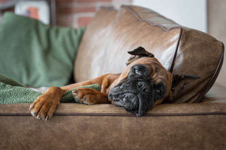 a dog is lying on a leather sofa in the living room, an animal in the interior. High quality photoの写真素材