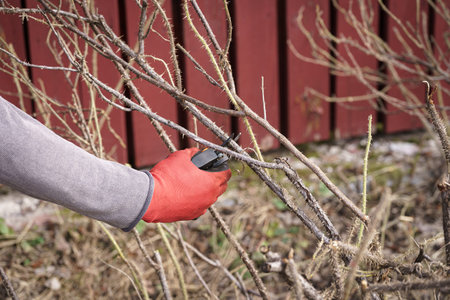Mens hands prune dry rosehip branches in spring, seasonal work in the garden. High quality photo