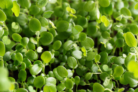 food background with micro greenery close-up view from above. High quality photo