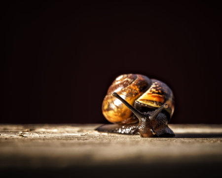 garden snail on a dark background close-up. High quality photoの写真素材