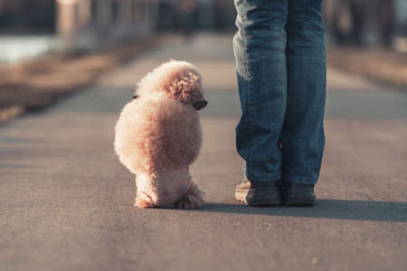 a beautiful miniature toy poodle dog sits at the feet of its owner, a walk at sunset, a view from the back. high quality photoの写真素材