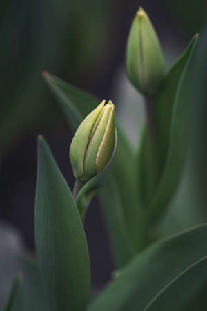 tulip buds with fresh green leaves close-up on a blurry background, vertical image. High quality photoの写真素材