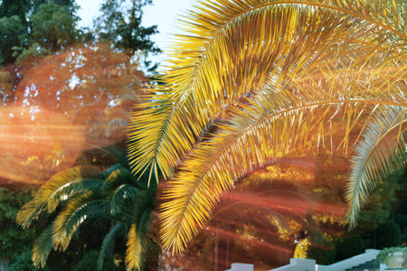 beautiful summer background with palm trees and sunlight. high quality photoの写真素材