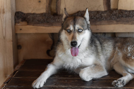 a beautiful furry dog, a half-breed husky, in a kennel for dogs on a wooden flooring. High quality...