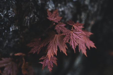 floral background with young leaves of silver maple, soft focus and copy space. High quality photoの写真素材