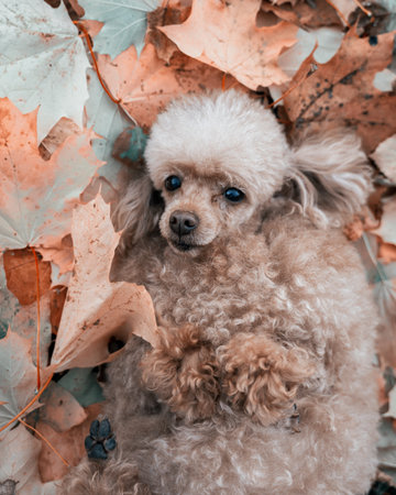 a small dog in an autumn park lies on the leaves a close-up view from aboveの写真素材