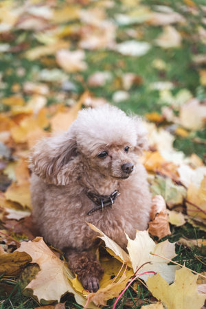 a toy poodle dog lies in an autumn park on fallen leaves, vertical imageの写真素材