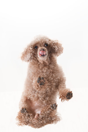 fluffy pet licks its muzzle,bottom view. High quality photo. a small toy poodle dog was filmed on glass at the moment of licking, an unusual angle from below, creative shooting of animalsの写真素材