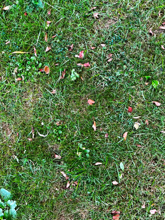 Green grass background texture.top view.の写真素材