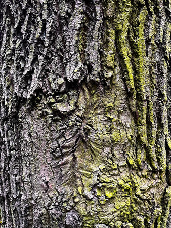 A close-up of the beauty of tree bark with moss. Organic Textures. Close-up of tree bark for your...