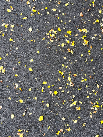 Yellow leaves on gray asphalt, background of fallen leavesの写真素材