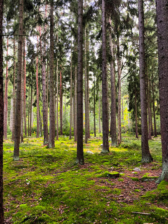 Beautiful sunlight in green forest. Majestic morning rays in tranquil forest hiking pathway. Green nature calming summer warm day. Scenic forest of fresh green deciduous trees, recreational landscapeの写真素材