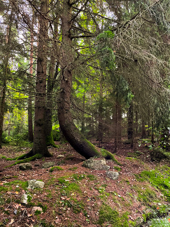 old curve tree in autumn pine forest