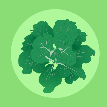 Young kidney of cabbage with large green leaves. Vegetarian food realistic style. vector illustrationのイラスト素材