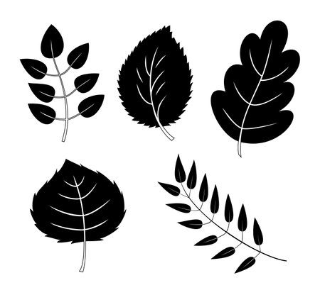 Set of 5 black and white silhouettes leaves or foliage. Different forest or garden leaves. Vector ink objects isolated on white backgroundのイラスト素材