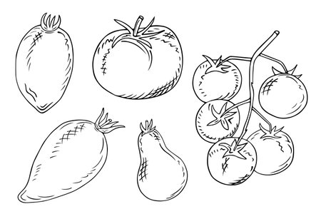 Set of tomatoes of different kinds. Bulb shaped tomatoes, elongated, round and cherry tomatoes. Mature vegetables isolated on a white background. Vector engraving illustration.のイラスト素材