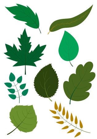 Set of different shapes of green leaves and branches of trees on white background. Detailed textures of forest and garden tree leaves. Vectorのイラスト素材