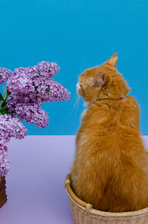 Ginger and white domestic cat sitting in a basket with a lilac bouquet.の写真素材