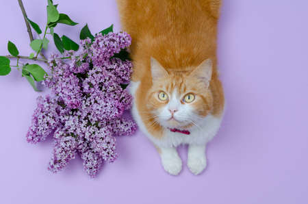 Ginger and white domestic cat with a lilac bouquet, looking up.の写真素材