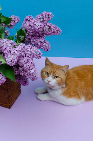 Ginger and white domestic cat is lying next to a lilac bouquet.の写真素材