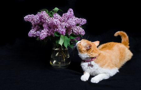 Ginger domestic cat lying and smelling a lilac bouquet on a black background.の写真素材