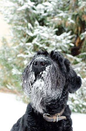 Funny black giant schnauzer dog sitting outdoors during winter season, covered with snow and ice.の写真素材