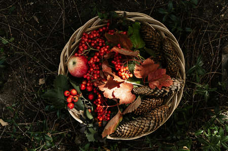 Autumn harvest, red berries, apples, cones and leaves in wooden basket in the forest.の写真素材
