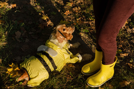 Funny dog in bee raincoat costume, lying on the ground in autumn forest, next to owners legs in...