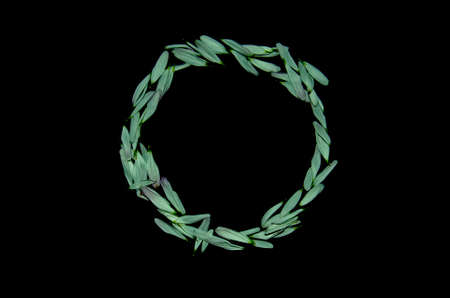 Creative concept. Circle from green petals on a black background.の写真素材