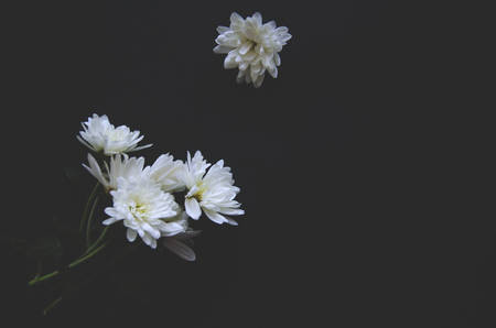 Creative staging of flowers on a black background, white natural flowersの写真素材