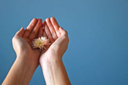 Creative concept. Young girl holding a delicate flower in her hands on a blue backgroundの写真素材