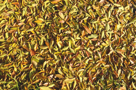 Background fallen yellow leaves in autumn. Autumn mood.の写真素材