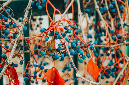 Ornamental plant with blue berries and red leaves. Autumn wild plantの写真素材